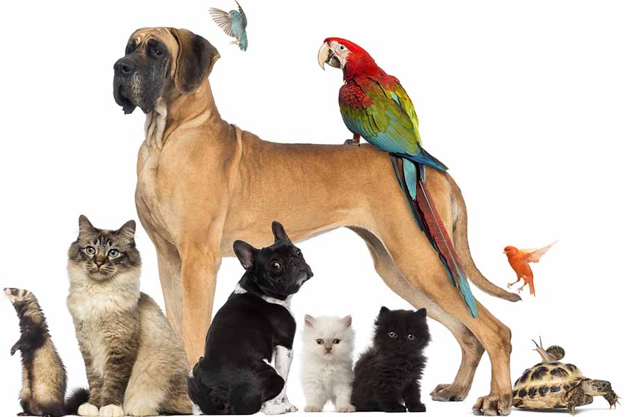 Şehirlerarası Evcil Hayvan Taşıma Şehirlerarası Evcil Hayvan Taşımacılık